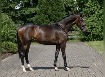 Koń oldenburski, Klacz, 3 lat, 171 cm, Ciemnogniada