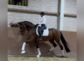 Koń oldenburski, Klacz, 3 lat, 171 cm, Gniada