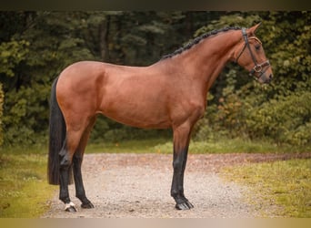 Koń oldenburski, Klacz, 3 lat, 171 cm, Gniada