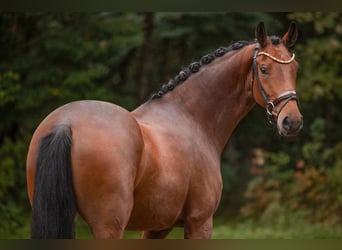 Koń oldenburski, Klacz, 3 lat, 171 cm, Gniada