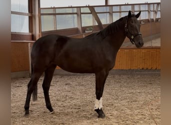 Koń oldenburski, Klacz, 3 lat, 172 cm, Kara