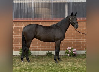 Koń oldenburski, Klacz, 3 lat, 172 cm, Kara