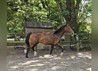 Koń oldenburski, Klacz, 3 lat, 173 cm, Gniada