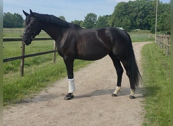 Koń oldenburski, Klacz, 3 lat, 174 cm, Kara