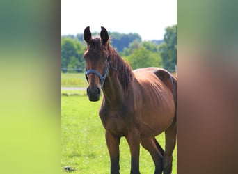 Koń oldenburski, Klacz, 3 lat, Ciemnogniada