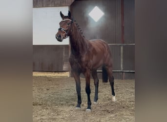 Koń oldenburski, Klacz, 3 lat, Gniada