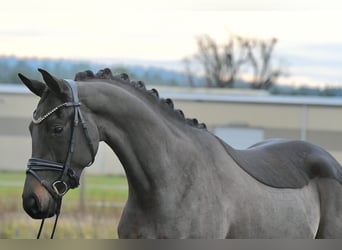 Koń oldenburski, Klacz, 4 lat, 156 cm, Ciemnogniada