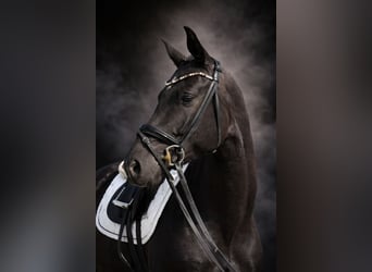 Koń oldenburski, Klacz, 4 lat, 158 cm, Kara