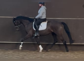 Koń oldenburski, Klacz, 4 lat, 160 cm, Ciemnogniada