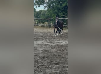 Koń oldenburski, Klacz, 4 lat, 160 cm, Gniada