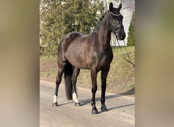 Koń oldenburski, Klacz, 4 lat, 160 cm, Kara