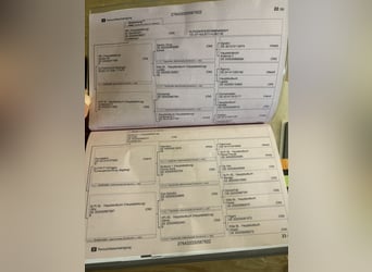 Koń oldenburski, Klacz, 4 lat, 160 cm, Kasztanowata