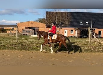 Koń oldenburski, Klacz, 4 lat, 161 cm, Gniada