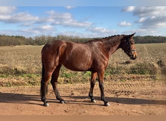 Koń oldenburski, Klacz, 4 lat, 161 cm, Gniada