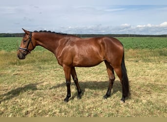 Koń oldenburski, Klacz, 4 lat, 161 cm, Gniada