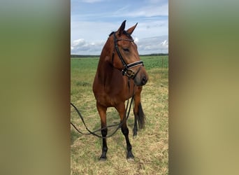 Koń oldenburski, Klacz, 4 lat, 161 cm, Gniada