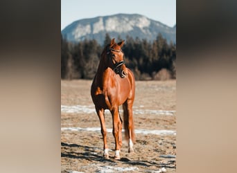 Koń oldenburski, Klacz, 4 lat, 162 cm, Ciemnokasztanowata