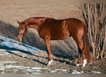 Koń oldenburski, Klacz, 4 lat, 162 cm, Ciemnokasztanowata