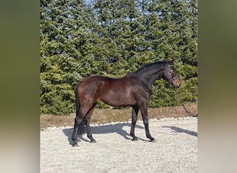 Koń oldenburski, Klacz, 4 lat, 162 cm, Gniada