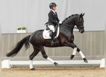 Koń oldenburski, Klacz, 4 lat, 162 cm, Skarogniada