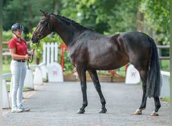 Koń oldenburski, Klacz, 4 lat, 163 cm, Ciemnogniada