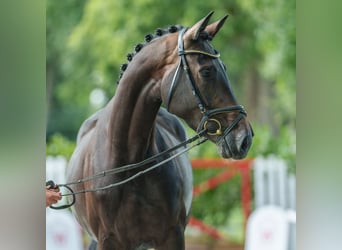 Koń oldenburski, Klacz, 4 lat, 163 cm, Ciemnogniada