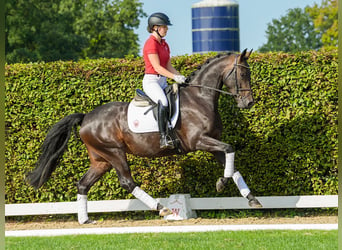 Koń oldenburski, Klacz, 4 lat, 163 cm, Ciemnogniada