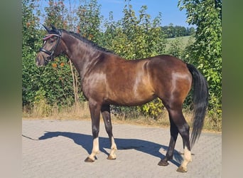 Koń oldenburski, Klacz, 4 lat, 163 cm, Gniada