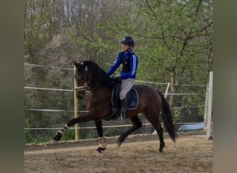 Koń oldenburski, Klacz, 4 lat, 163 cm, Gniada