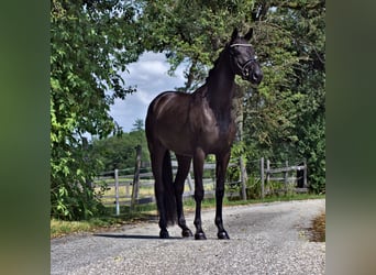 Koń oldenburski, Klacz, 4 lat, 163 cm, Kara