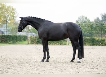 Koń oldenburski, Klacz, 4 lat, 163 cm, Kara