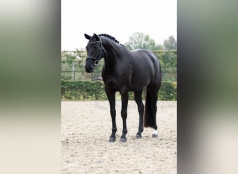 Koń oldenburski, Klacz, 4 lat, 163 cm, Kara