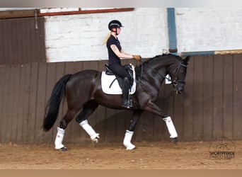 Koń oldenburski, Klacz, 4 lat, 163 cm, Kara