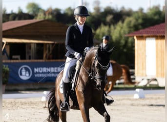 Koń oldenburski, Klacz, 4 lat, 164 cm, Skarogniada