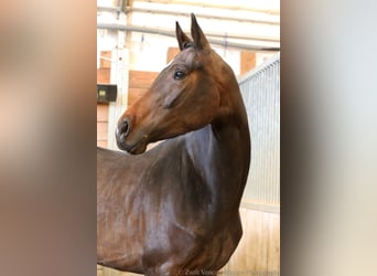 Koń oldenburski, Klacz, 4 lat, 165 cm, Ciemnogniada