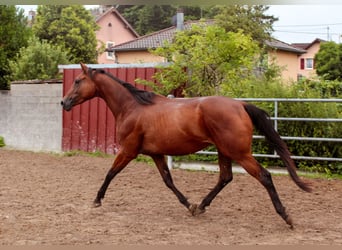 Koń oldenburski, Klacz, 4 lat, 165 cm, Ciemnogniada