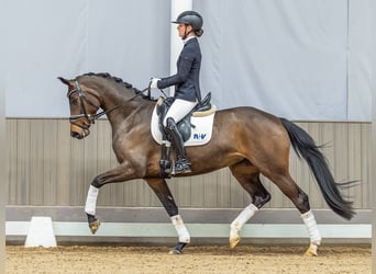 Koń oldenburski, Klacz, 4 lat, 165 cm, Ciemnogniada