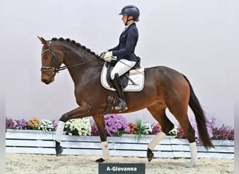 Koń oldenburski, Klacz, 4 lat, 165 cm, Ciemnogniada