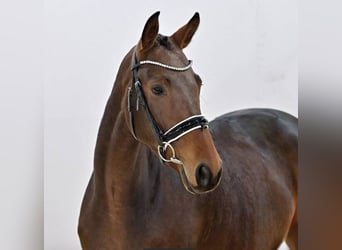 Koń oldenburski, Klacz, 4 lat, 165 cm, Ciemnogniada