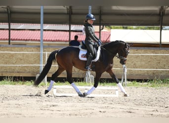 Koń oldenburski, Klacz, 4 lat, 165 cm, Ciemnogniada