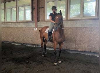 Koń oldenburski, Klacz, 4 lat, 165 cm, Ciemnogniada