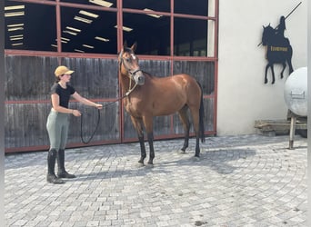 Koń oldenburski, Klacz, 4 lat, 165 cm, Ciemnogniada