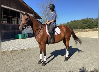 Koń oldenburski, Klacz, 4 lat, 165 cm, Ciemnogniada