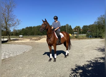 Koń oldenburski, Klacz, 4 lat, 165 cm, Ciemnogniada