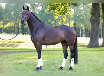 Koń oldenburski, Klacz, 4 lat, 165 cm, Gniada