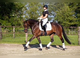 Koń oldenburski, Klacz, 4 lat, 165 cm, Gniada