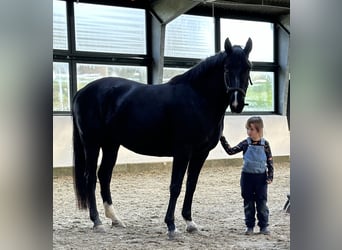 Koń oldenburski, Klacz, 4 lat, 165 cm, Kara