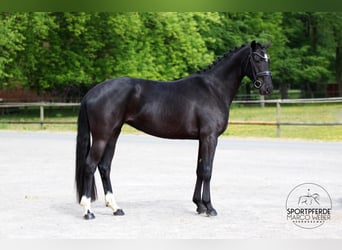 Koń oldenburski, Klacz, 4 lat, 165 cm, Kara
