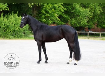 Koń oldenburski, Klacz, 4 lat, 165 cm, Kara