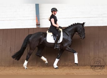 Koń oldenburski, Klacz, 4 lat, 165 cm, Kara